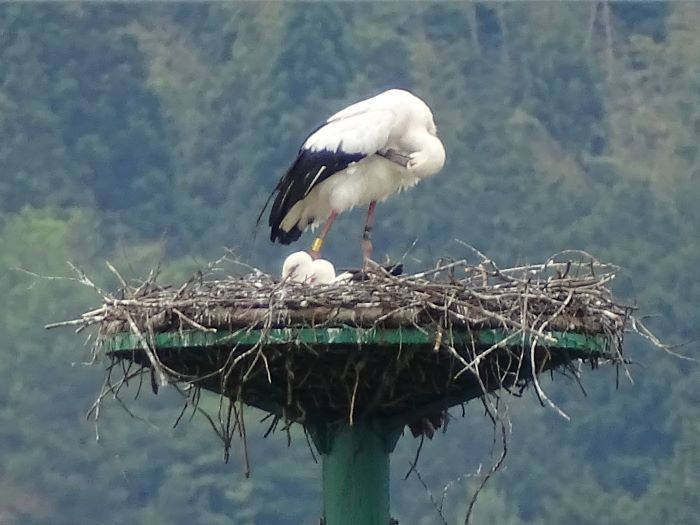 6月22日 市場巣塔 巣立ちはまだ コウノトリ 久美浜日記